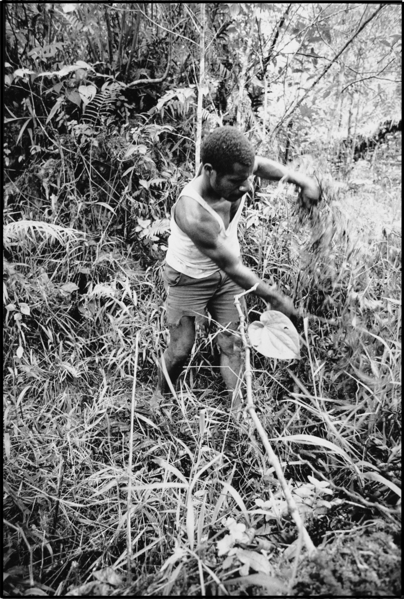 chopping the jungle           